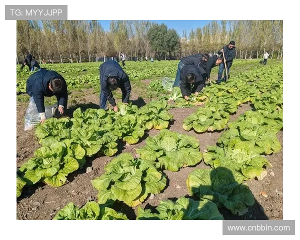 bbin导航白菜优惠信息汇总，帮助玩家第一时间掌握最新白菜福利活动